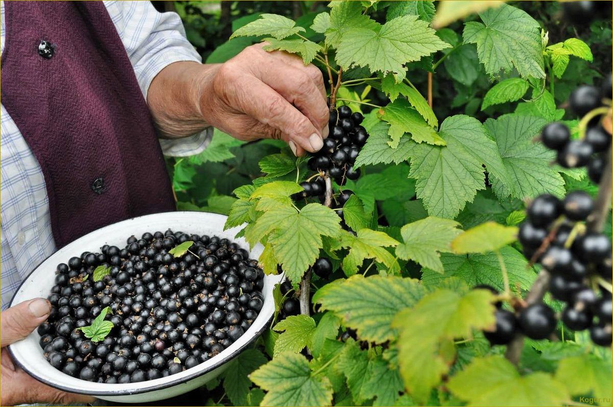 Выращивание белой смородины — целебной и вкусной ягоды на вашем участке