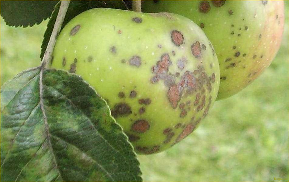 Болезни яблонь на фото и способы их лечения