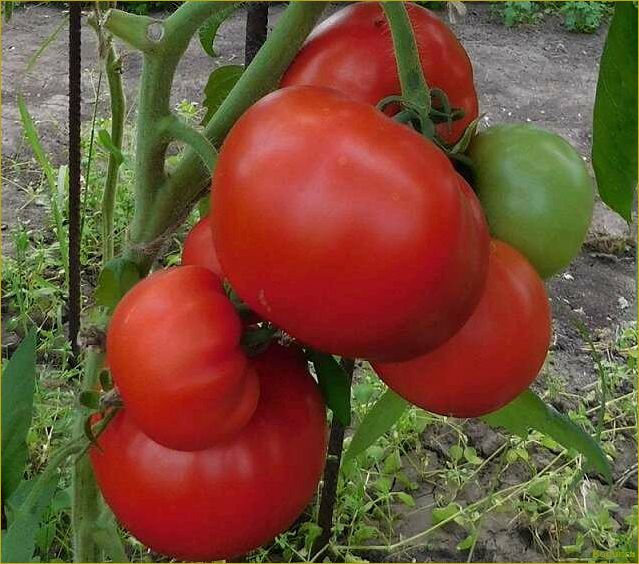 Преимущества и особенности выращивания голландского томата Бобкат