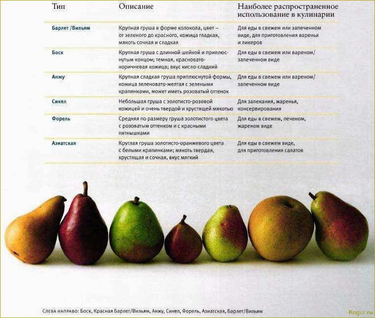 Чем отличается груша Кокинская от других сортов