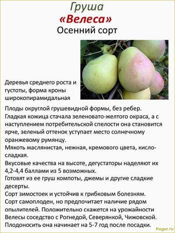 Чем отличается груша Кокинская от других сортов