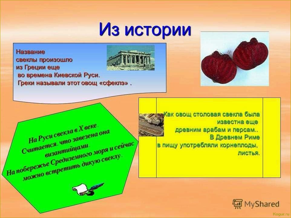 Все, что нужно знать о разновидностях и сортах свеклы