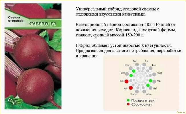 Все, что нужно знать о разновидностях и сортах свеклы