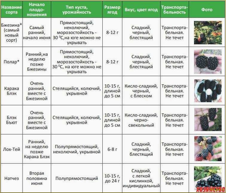 Основные аспекты выращивания сорта малины Патриция, известного своими большими плодами и высоким урожаем