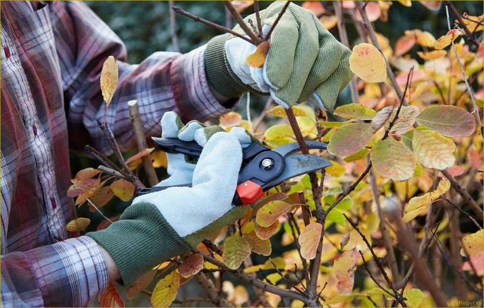 Дачный сезон: правильное обрезание деревьев с GARDENA