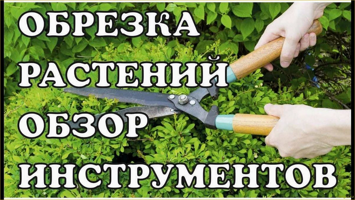 Дачный сезон: правильное обрезание деревьев с GARDENA