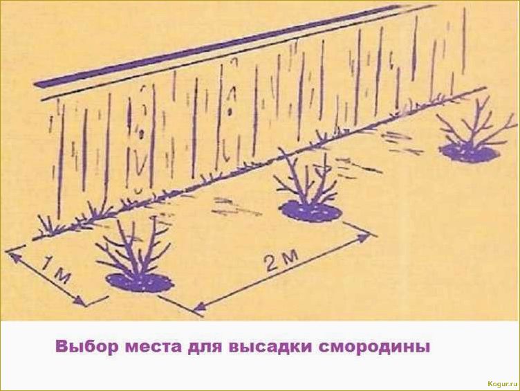 Грамотная посадка и уход за сапонарией на дачном участке