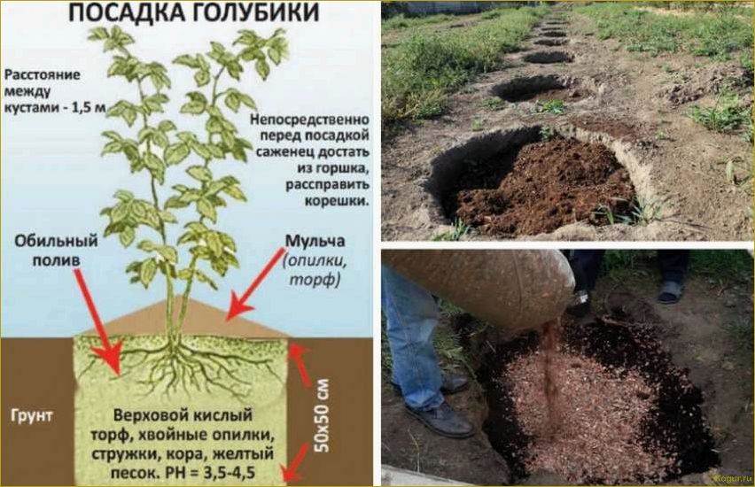 Грамотная посадка и уход за сапонарией на дачном участке