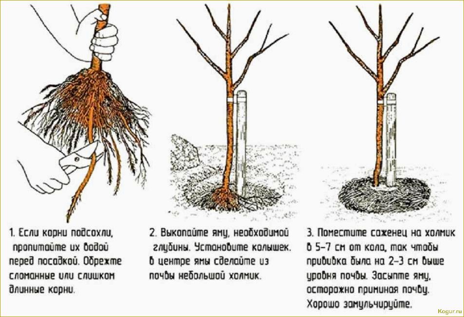 Грамотная посадка и уход за сапонарией на дачном участке