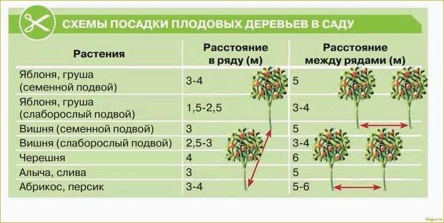 Грамотная посадка и уход за сапонарией на дачном участке