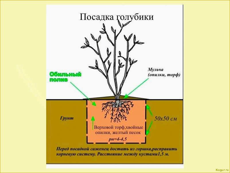 Грамотная посадка и уход за сапонарией на дачном участке