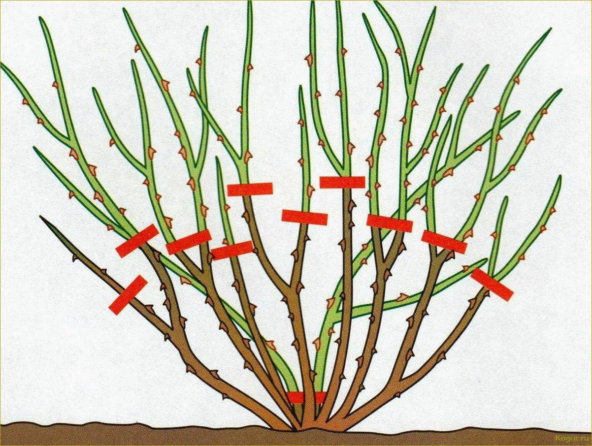 Как правильно обрезать смородину осенью