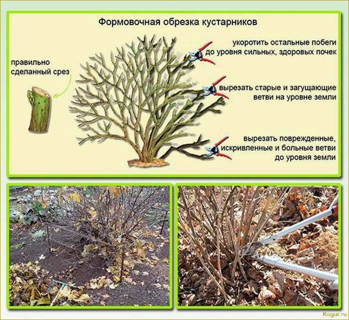 Как правильно обрезать смородину осенью