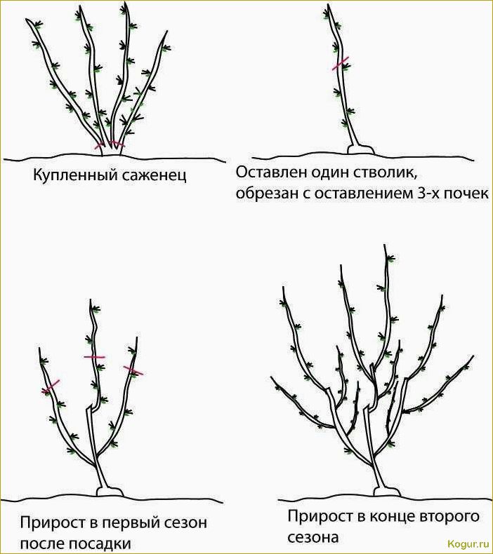 Как правильно обрезать смородину осенью