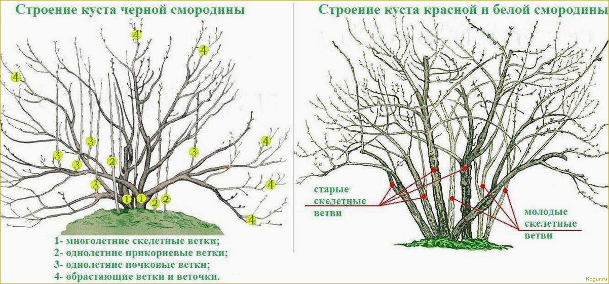 Как правильно обрезать смородину осенью