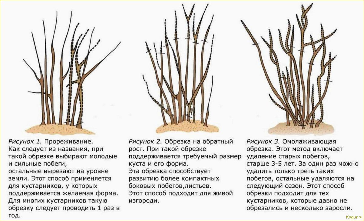 Как правильно обрезать смородину осенью