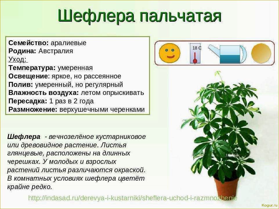 Как правильно пересадить каланхоэ, чтобы растение принялось и начало расти?