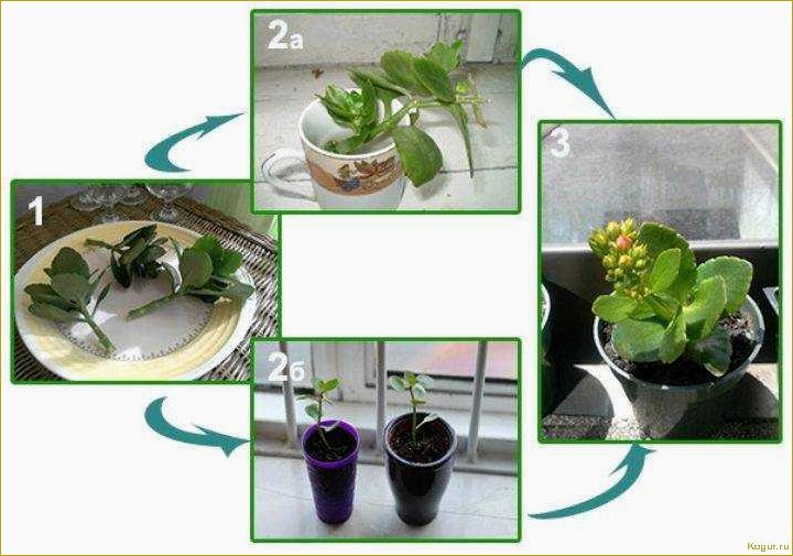 Как правильно пересадить каланхоэ, чтобы растение принялось и начало расти?
