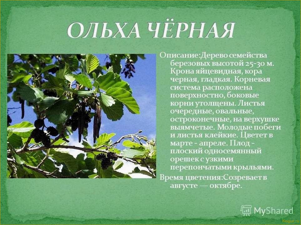 Изысканное дерево ольха: особенности внешнего вида и уникальные характеристики