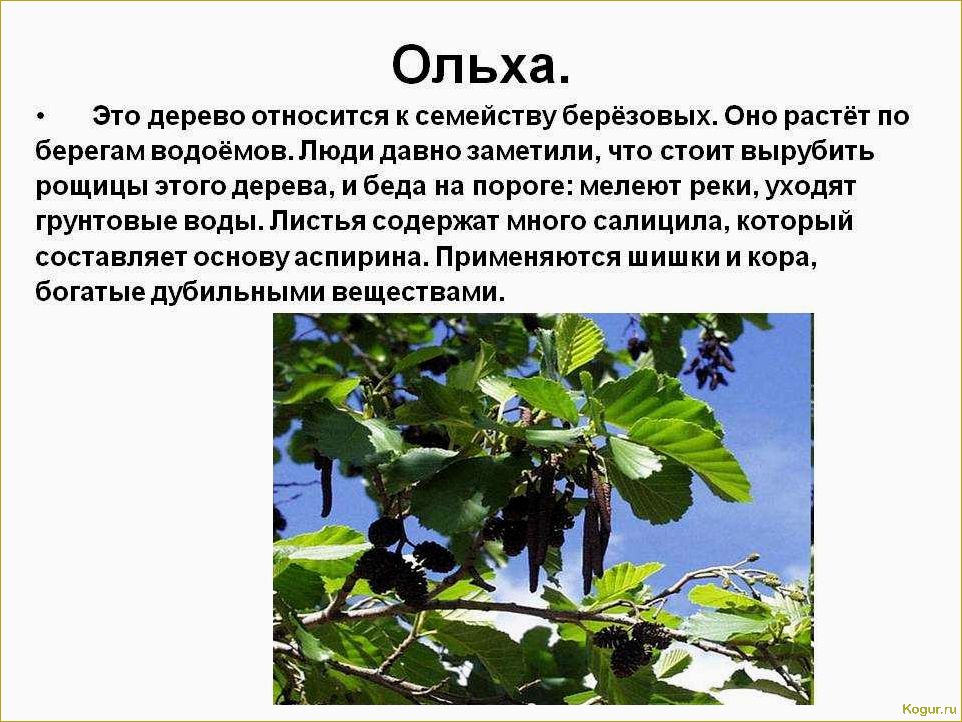 Изысканное дерево ольха: особенности внешнего вида и уникальные характеристики