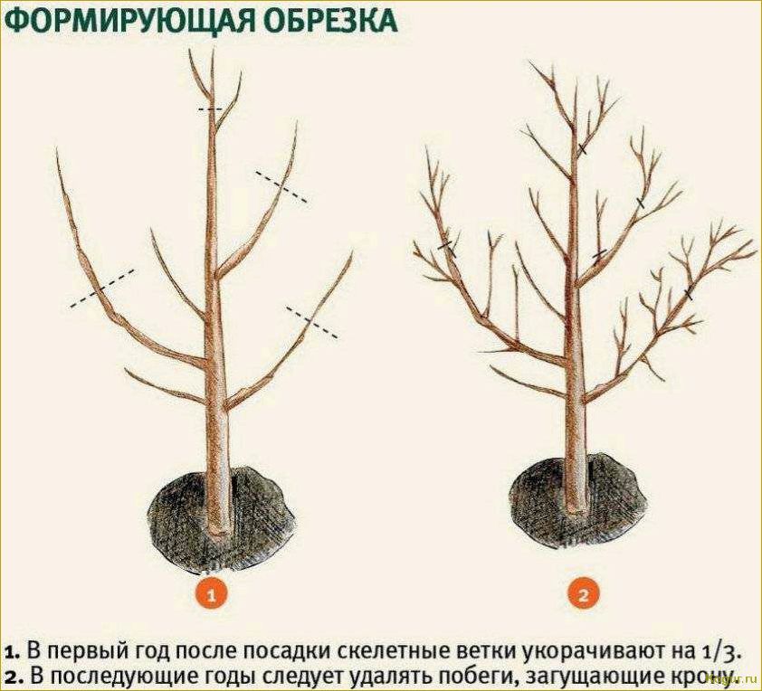 Почему яблоня сбрасывает яблоки и что с этим делать