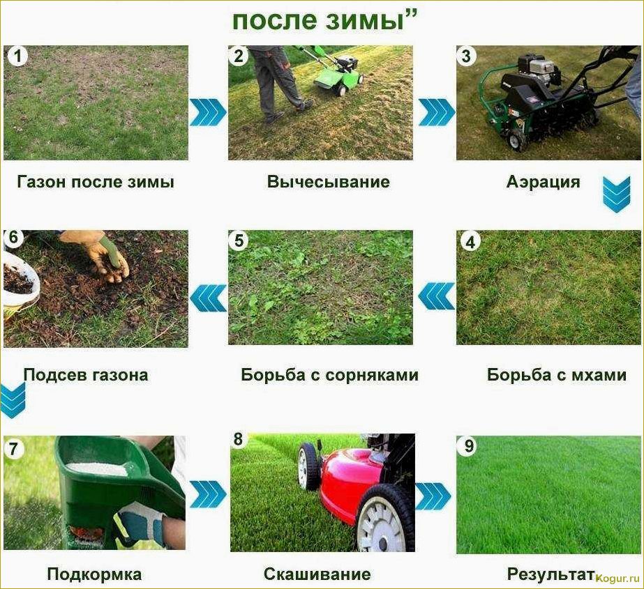 Изучение и сравнение различных видов газонов для создания привлекательного ландшафтного дизайна