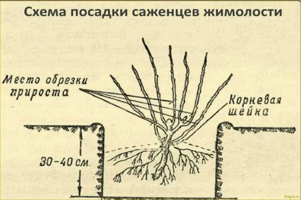 Особенности посадки и ухода за будлеей в открытом грунте