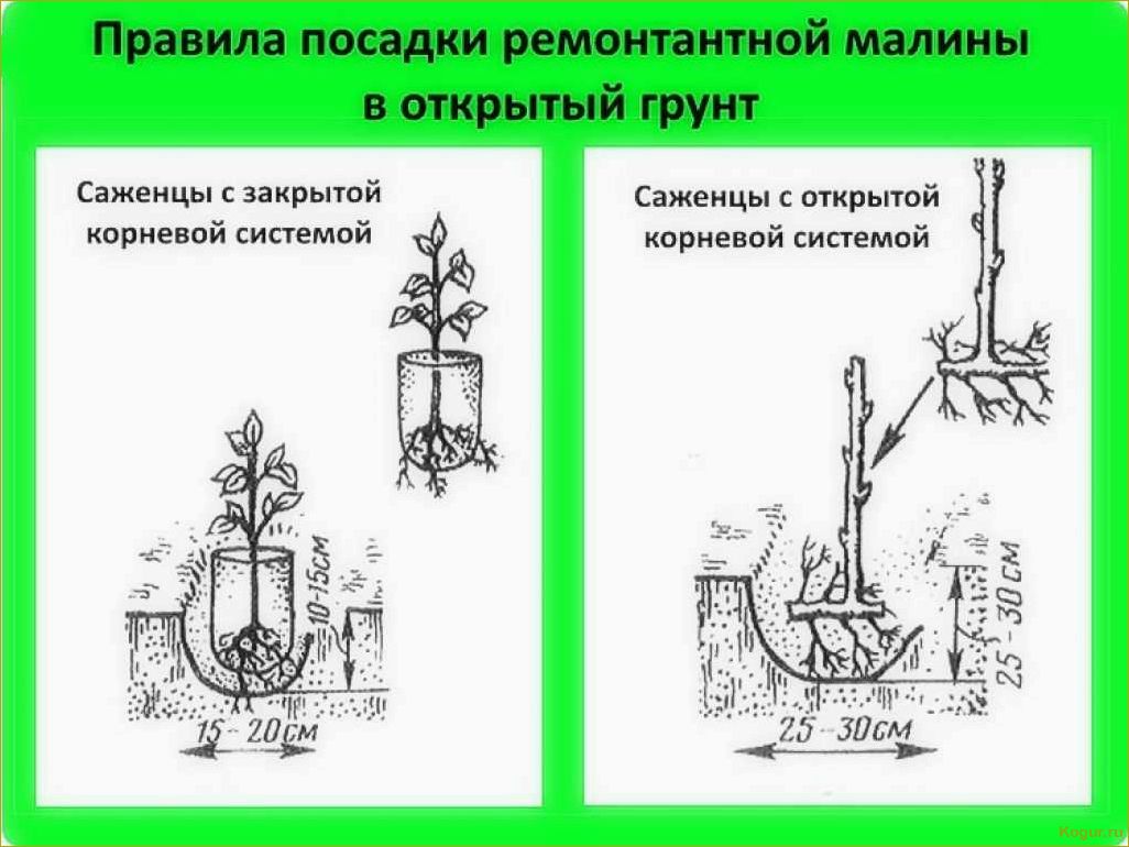 Особенности посадки и ухода за будлеей в открытом грунте