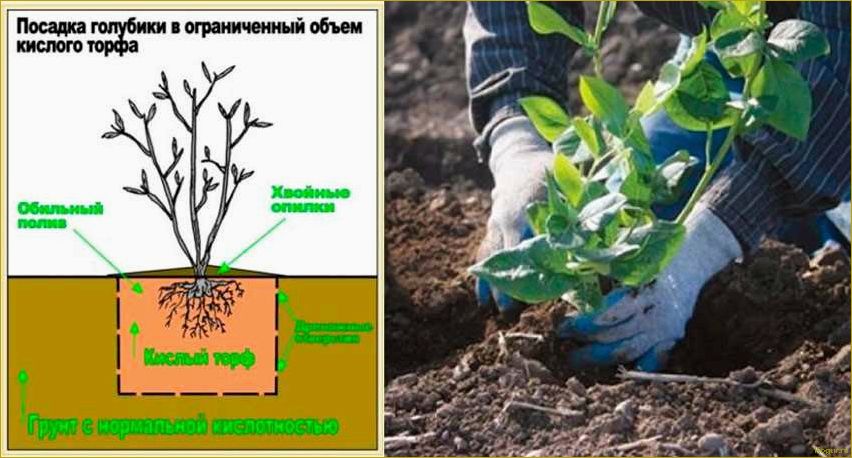 Особенности посадки и ухода за будлеей в открытом грунте