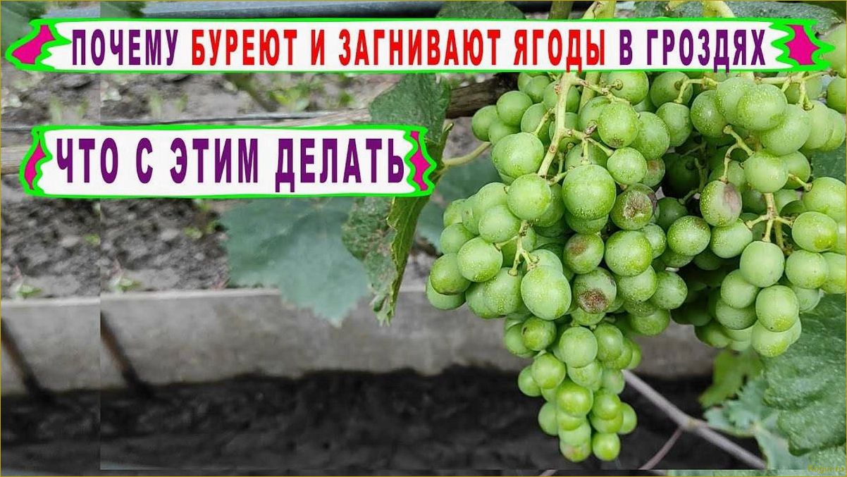 Почему ягоды винограда сохнут?