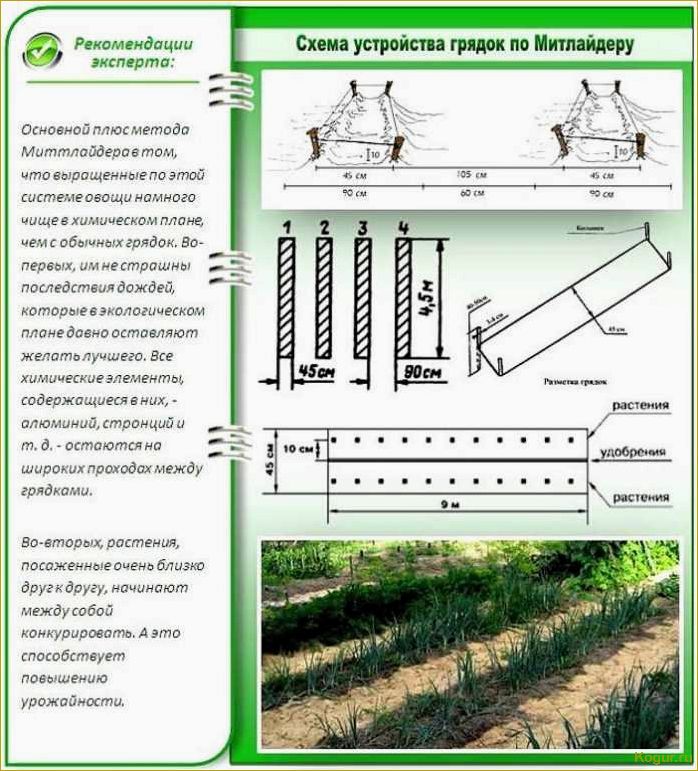 Посадка картофеля по Митлайдеру: советы и рекомендации