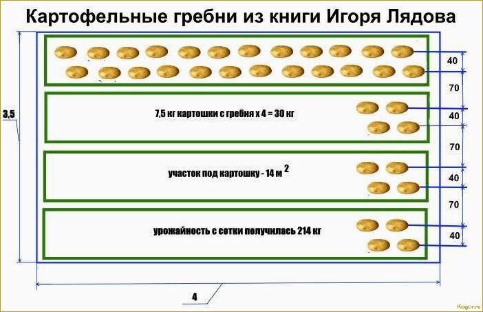 Посадка картофеля по Митлайдеру: советы и рекомендации