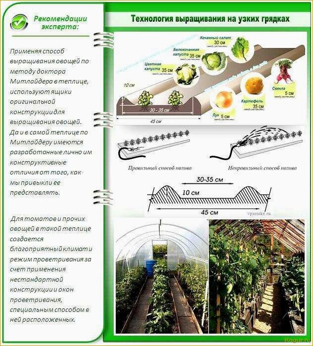 Посадка картофеля по Митлайдеру: советы и рекомендации