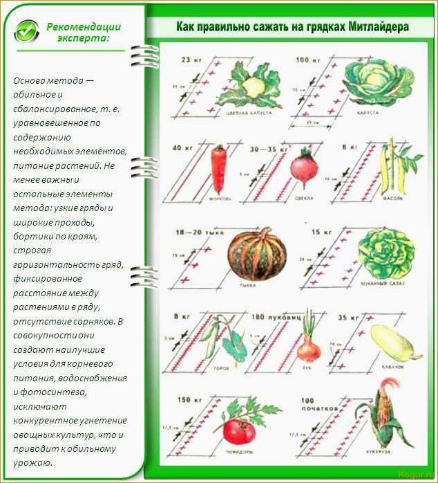 Посадка картофеля по Митлайдеру: советы и рекомендации