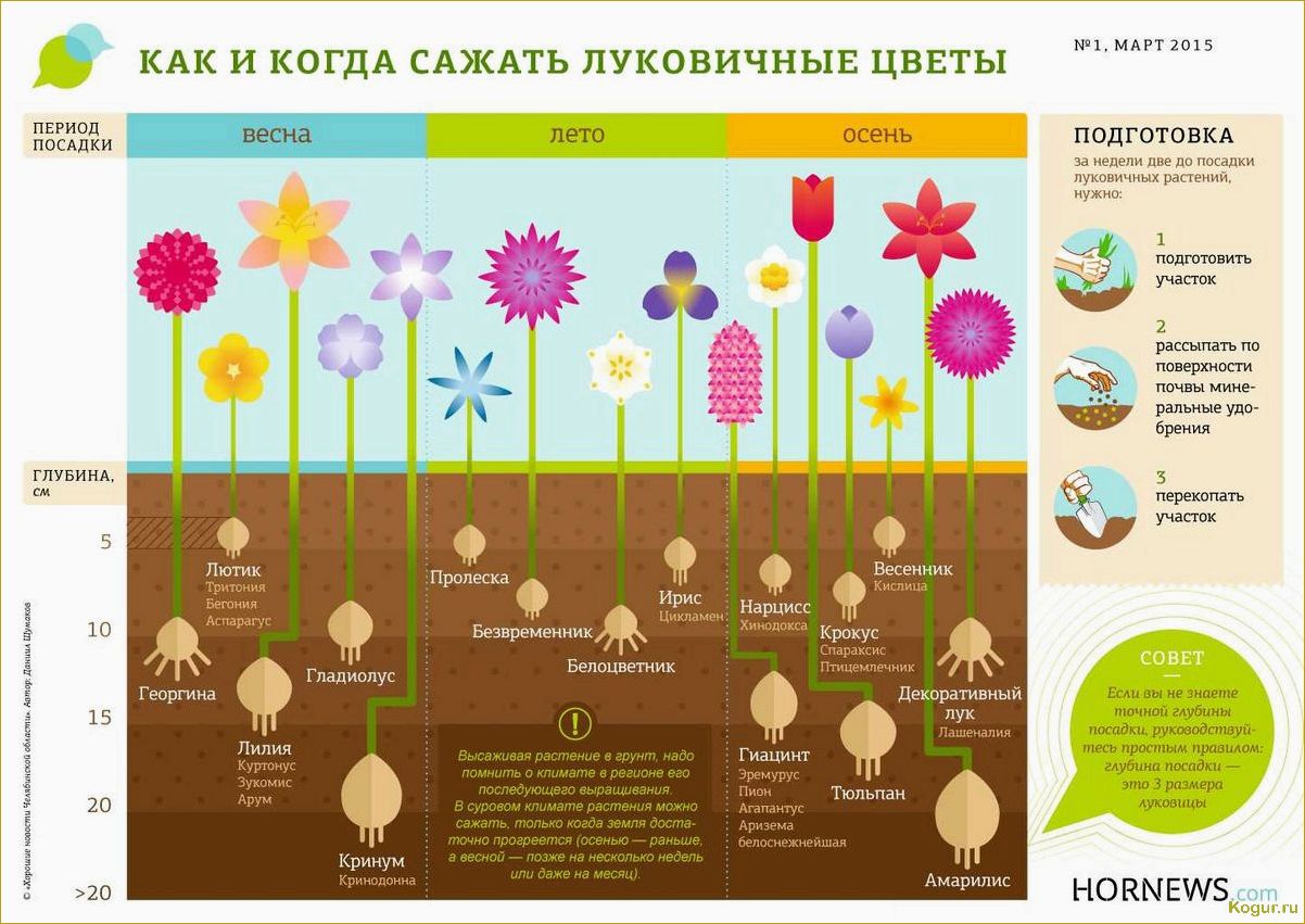 Правильное время посадки гиацинтов в саду — обеспечение обильного цветения весной