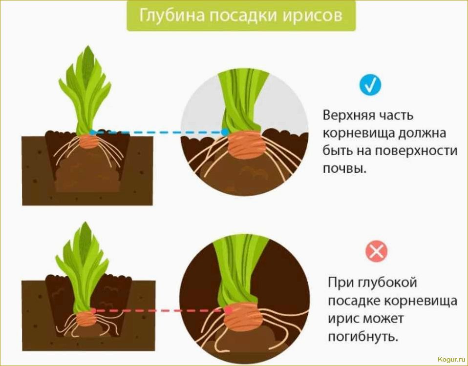 Правильное время посадки гиацинтов в саду — обеспечение обильного цветения весной