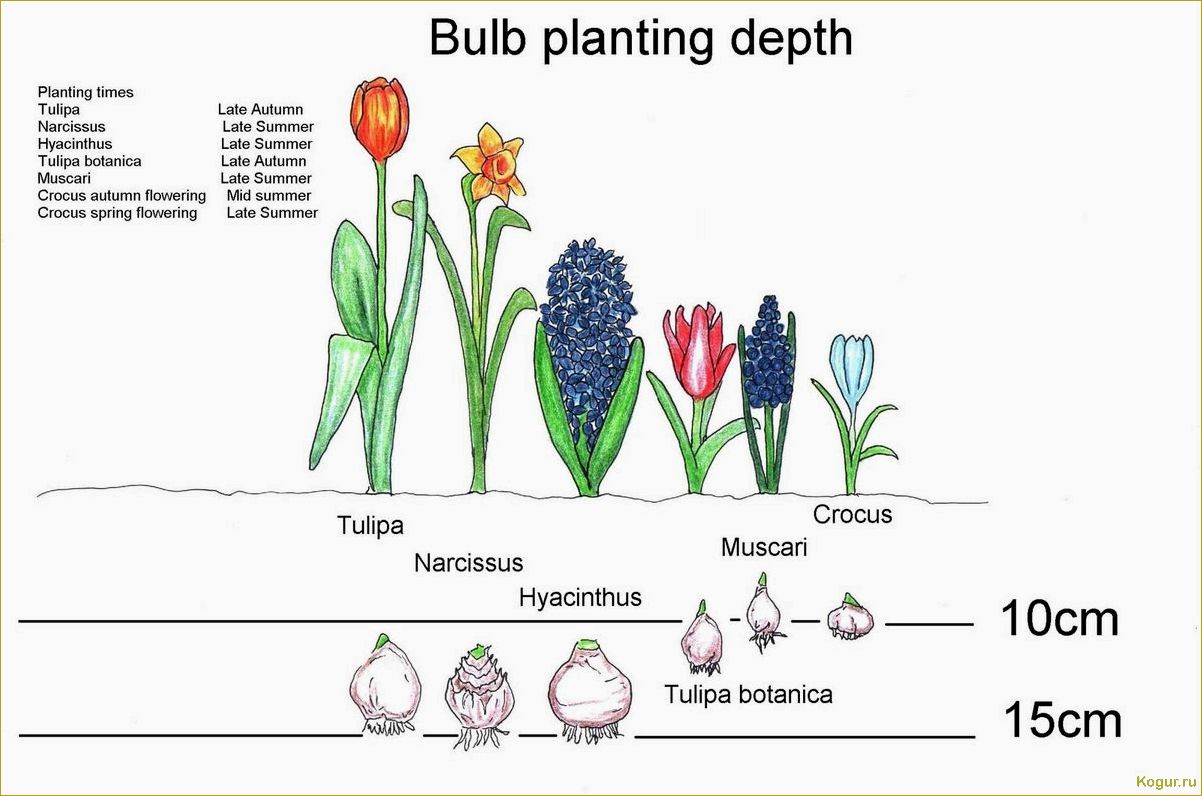 Правильное время посадки гиацинтов в саду — обеспечение обильного цветения весной