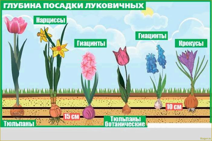 Правильное время посадки гиацинтов в саду — обеспечение обильного цветения весной