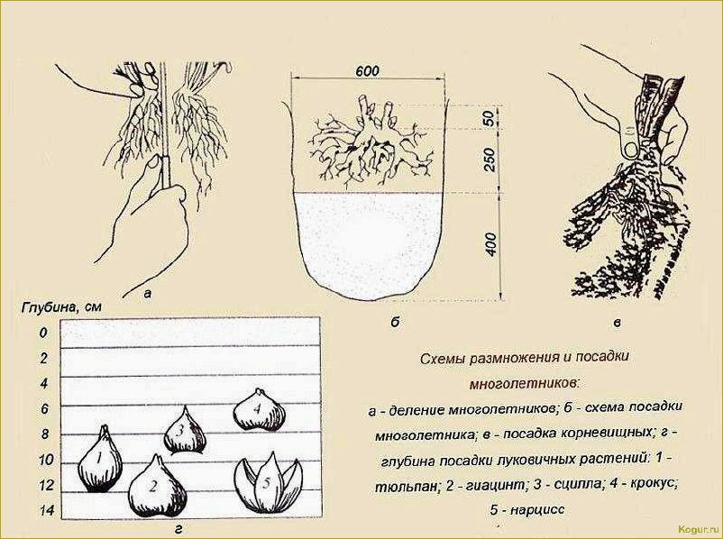 Правильное время посадки гиацинтов в саду — обеспечение обильного цветения весной