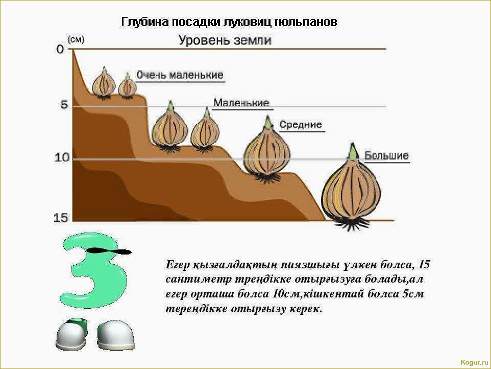 Правильное время посадки гиацинтов в саду — обеспечение обильного цветения весной