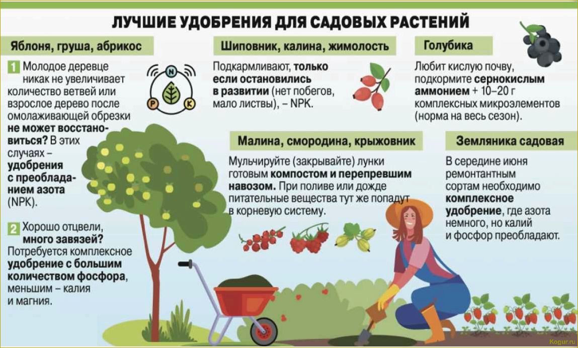 Использование аммиачной воды в садоводстве: эффективное удобрение и средство борьбы с вредителями.