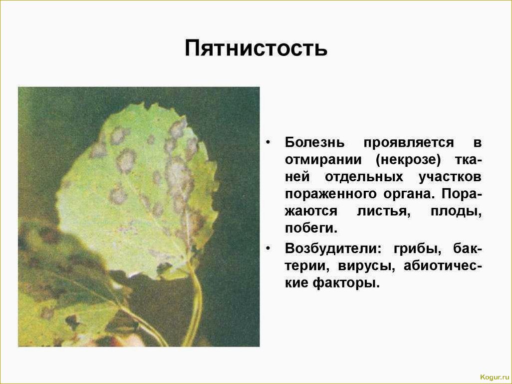 Распространенные болезни роз: методы борьбы и симптомы заболеваний