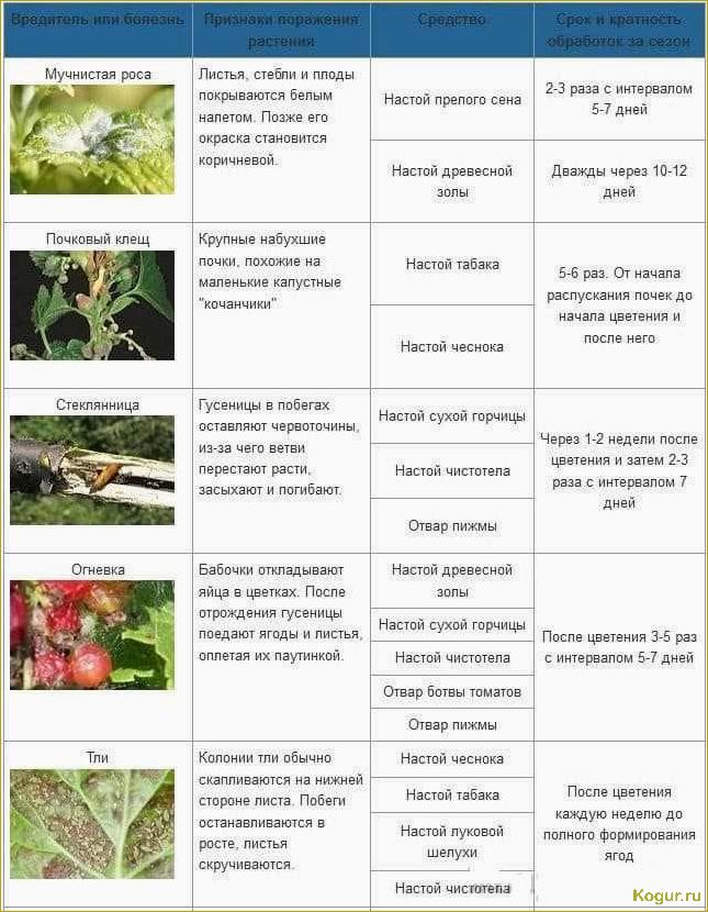 Распространенные болезни роз: методы борьбы и симптомы заболеваний