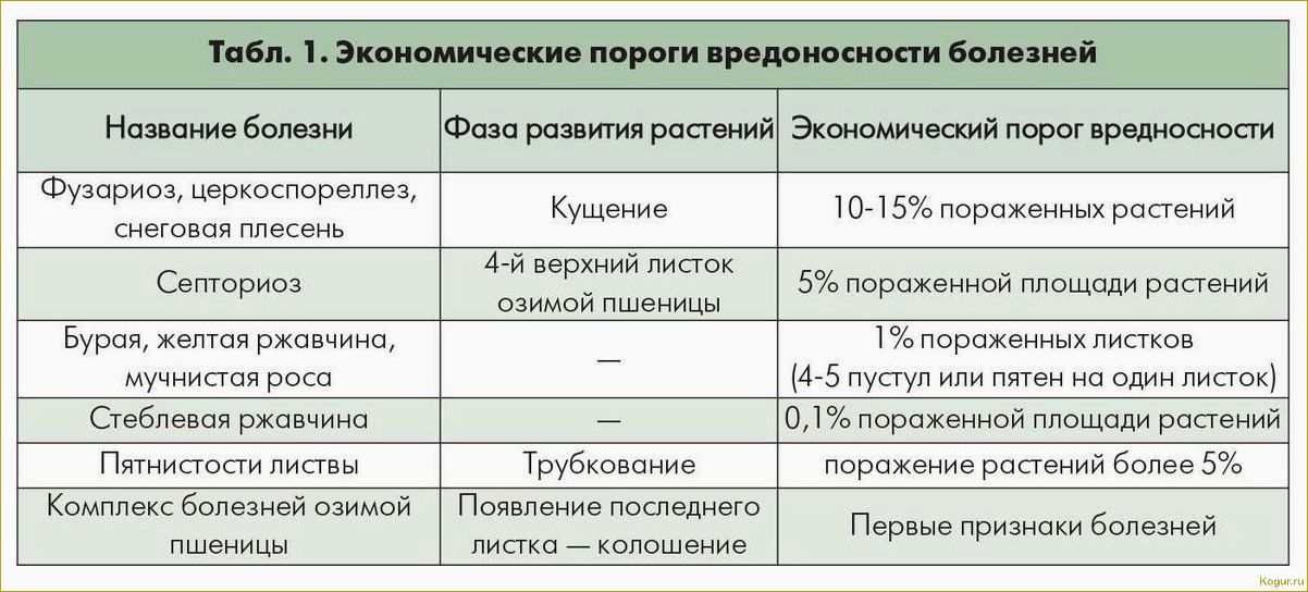 Распространенные болезни роз: методы борьбы и симптомы заболеваний