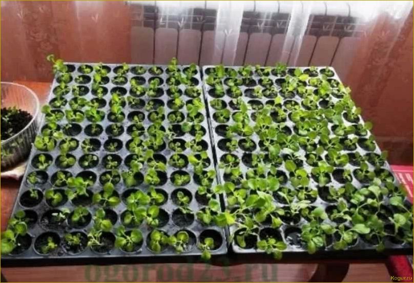 Самостоятельное выращивание петунии в домашних условиях