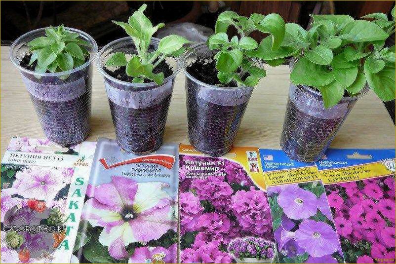 Самостоятельное выращивание петунии в домашних условиях