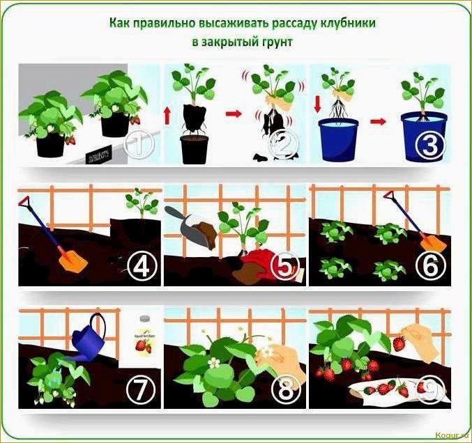 Садоводство на ограниченной площади: секреты успешной агротехники