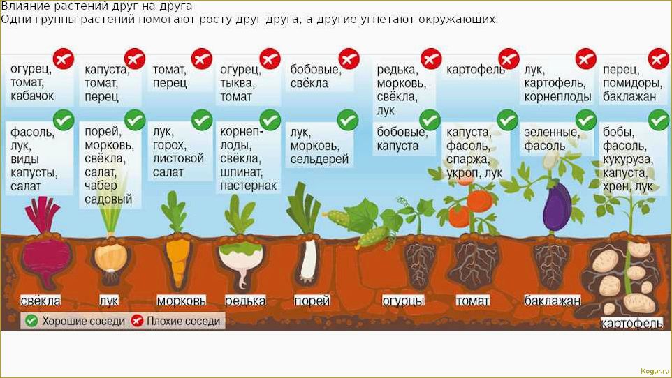 Садоводство на ограниченной площади: секреты успешной агротехники