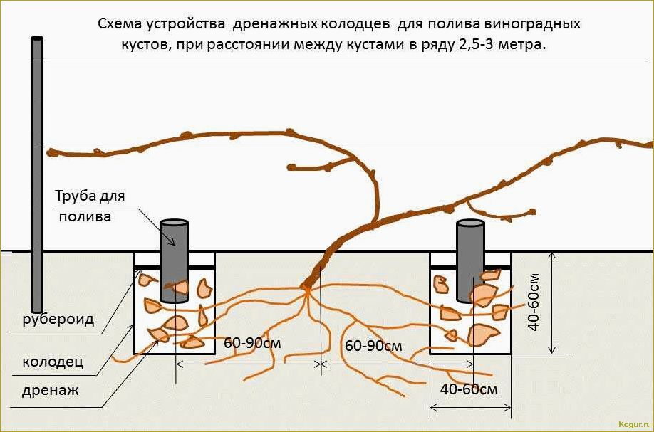 Садоводство на ограниченной площади: секреты успешной агротехники