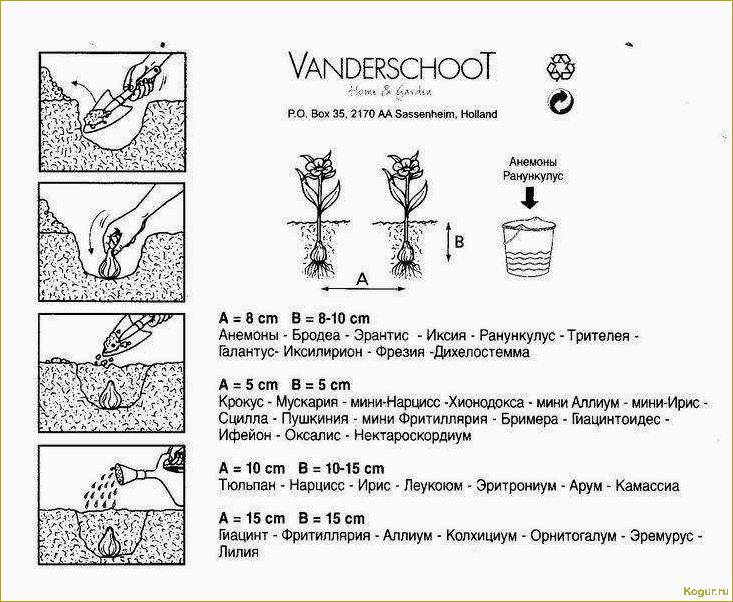 Когда сажать тюльпаны осенью в Подмосковье: секреты цветоводства